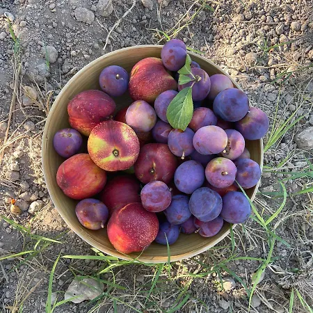 Bio&b Acquaviva Oda ve Kahvaltı